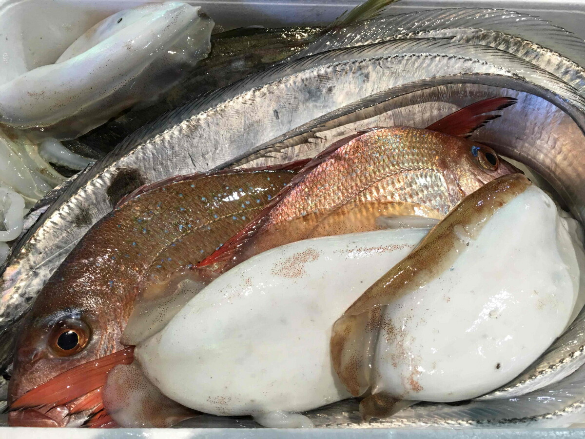 【ふるさと納税】竹中水産の一押し「お手軽鮮魚」1キロ前後【C22-235】_【配送不可地域：離島、北海道、沖縄県】【1073396】YWTM053