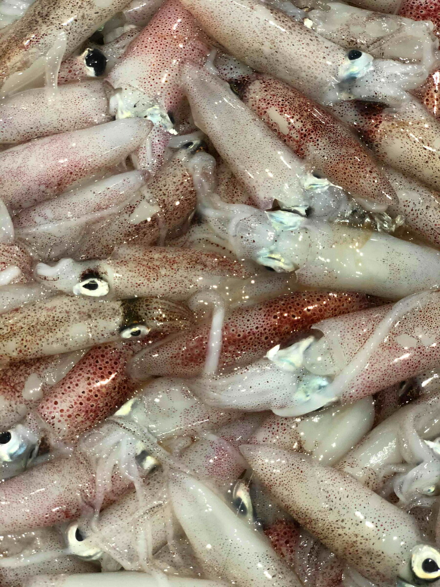 【ふるさと納税】竹中水産のバラスルメ(白イカの小小サイズ)1.5kg【C22-271】_ いか イカ スルメイカ するめいか バラスルメ 烏賊 魚介 魚介類 海鮮 鮮魚 冷凍 BBQ 簡単調理 愛媛 八幡浜 小サイズ ミニ 【配送不可地域：離島】【1115289】YWTM089