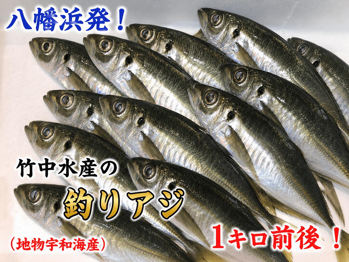 【ふるさと納税】竹中水産の一本釣り真鯵!1キロ前後【C22-238】_【配送不可地域：離島・北海道・沖縄県・東北・関東・信越、北陸・東海・九州】【1073399】YWTM056｜愛媛県八幡浜市