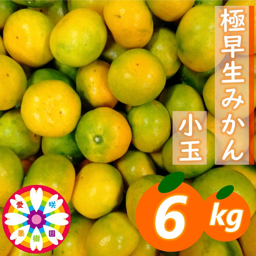 【ふるさと納税】【先行受付】「 極早生 みかん 」 小玉 約6kg《 愛咲果樹園 》【C71-3】_【配送不可地域：離島】【1326991】 YWTS003｜愛媛県八幡浜市