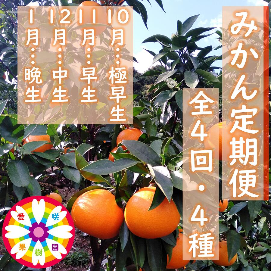 【ふるさと納税】【発送月固定定期便】愛咲果樹園「みかん定期便」(10月～1月)全4回【D71-19】_ 定期便 みかん ミカン 温州 早生 常温 国産 フルーツ 果物 くだもの 人気 柑橘 かんきつ 愛媛 旬 産地直送 産直 季節限定 甘い 限定 食べ比べ 【4013210】 YWTS015｜愛媛県八幡浜市