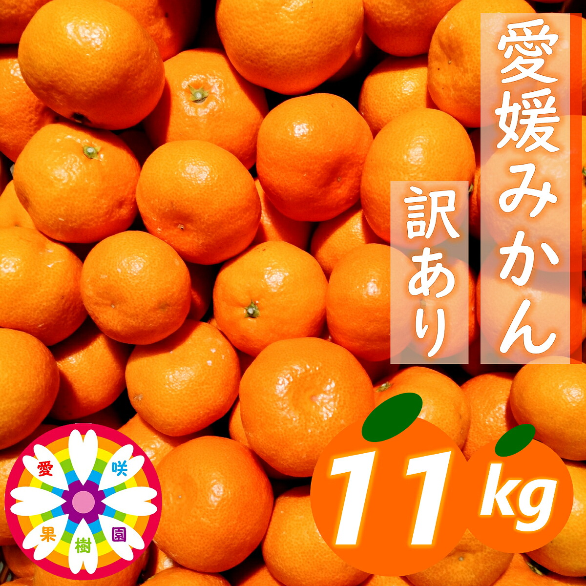 【ふるさと納税】【先行受付】「 愛媛 みかん 」 訳あり 約11kg《 愛咲果樹園 》【D71-7】_ みかん ミカン 蜜柑 柑橘類 柑橘 訳アリ わけあり フルーツ 果物 くだもの 人気 美味しい 愛媛県 八幡浜市 ふるさと 【1331485】YWTS007｜愛媛県八幡浜市 9,100円