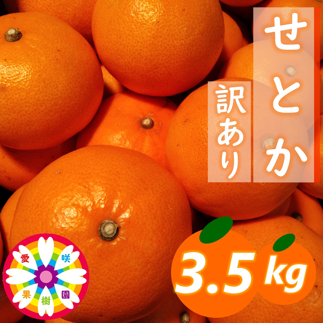 【ふるさと納税】【先行受付】愛咲果樹園「せとか」訳あり約3.5kg【71-43】ふるさと納税 みかん ミカン 柑橘 くだもの 果物 フルーツ 温州 甘い 常温 デザート 産地直送 産直 愛媛 YWTS069｜愛媛県八幡浜市 7,100円