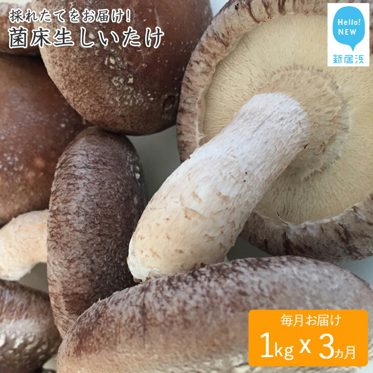 【ふるさと納税】☆採れたて新鮮定期便(１kg×３ヵ月)☆ 厳選！！新居浜産菌床生しいたけ １kgを毎月お届け！！(合計３回)