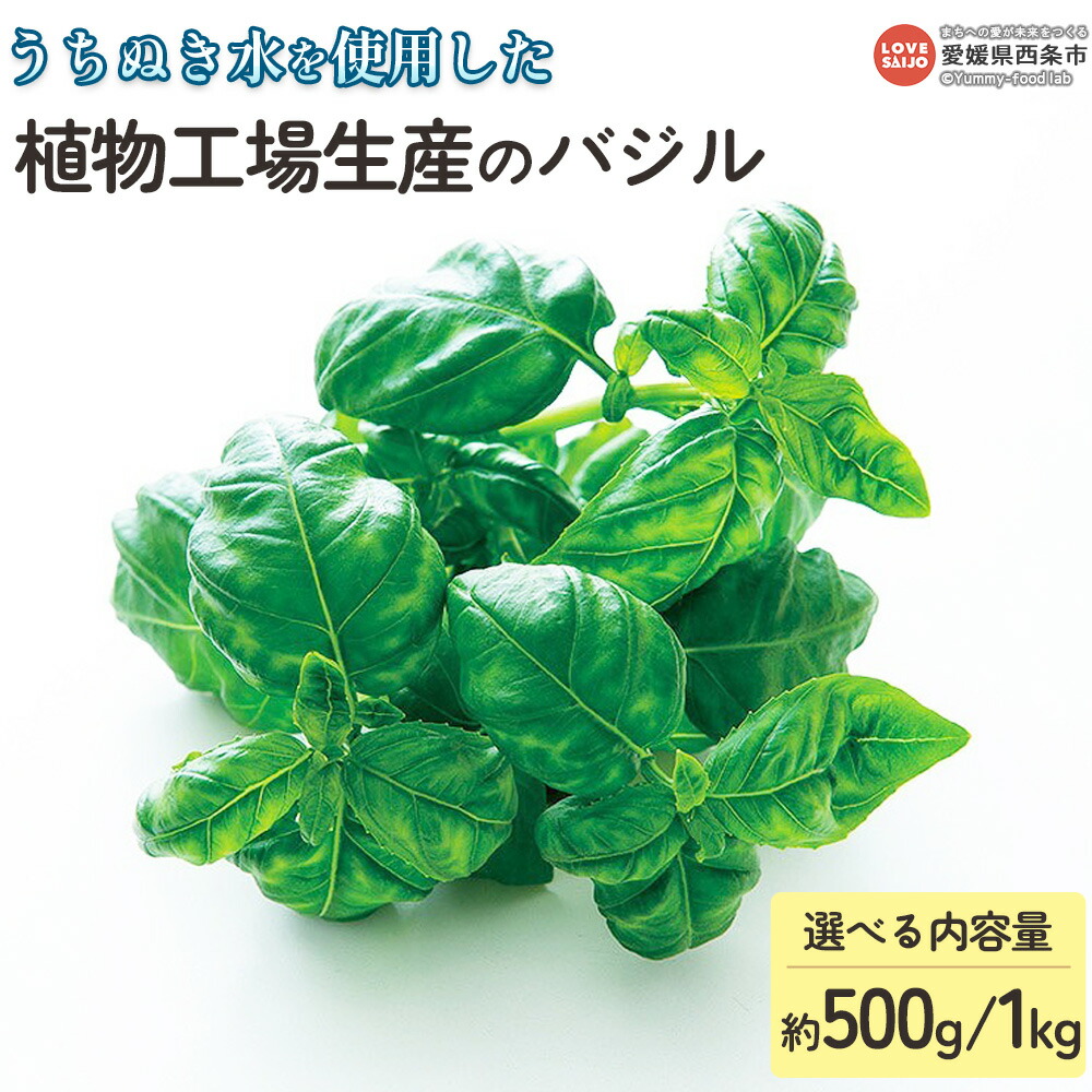 【ふるさと納税】＜うちぬき水を使用した植物工場生産のバジル 約500g/約1kg＞ ※翌月末迄に順次出荷します。選べる内容量 1000g ハーブ 天候に左右されない 農薬不使用 安定的に栽培可能 食物繊維 鉄分 ビタミン イタリア料理 パスタ ソース 愛翔 愛媛県 西条市 【常温】