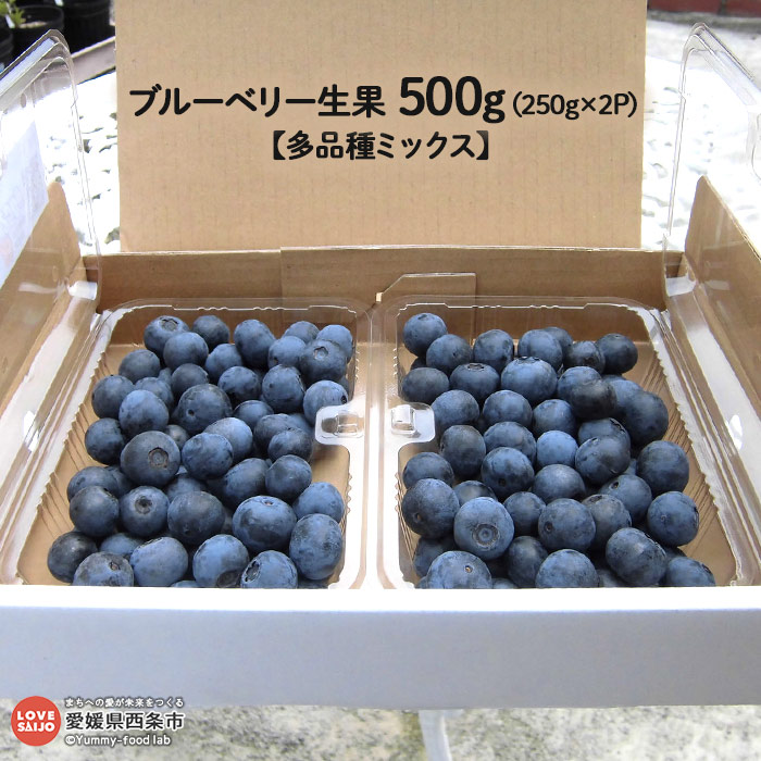 【ふるさと納税】＜ブルーベリー生果　500g【多品種ミックス】＞ ※2025年7月下旬から8月末迄に順次出荷します。 果物 フルーツ 完熟 ベリーガーデンいしづち 愛媛県 西条市 【冷蔵】