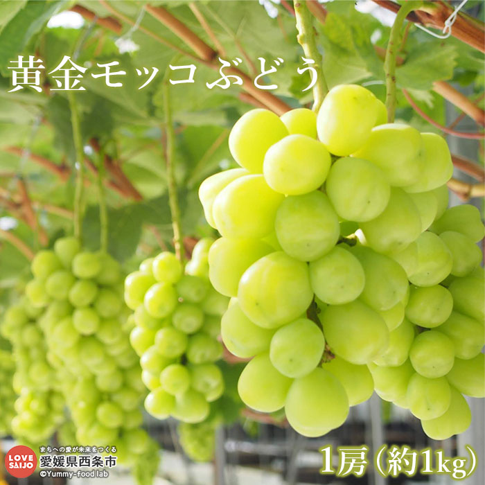 【ふるさと納税】予約受付＜黄金モッコ ぶどう 1房入り (約1kg)＞ ※2025年7月下旬～8月中旬迄に順次出荷します。 フルーツ 果物 くだもの 雄宝 ゆうほう ブドウ 葡萄 種なし 皮ごと 超大粒 旬 季節限定 数量限定 特産品 輝らり果樹園 愛媛県 西条市【冷蔵】