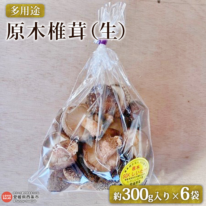 【ふるさと納税】＜多用途 原木椎茸（生）300g入り×6袋＞ ※2025年11月上旬～2026年1月末迄に順次出荷 しいたけ シイタケ どんこ キノコ きのこ 国産 野菜 料理 佃煮 鍋 天ぷら 煮付け おつまみ セット 小分け 詰め合せ SGK組合 たのしいたけ園 愛媛県 西条市 【冷蔵】
