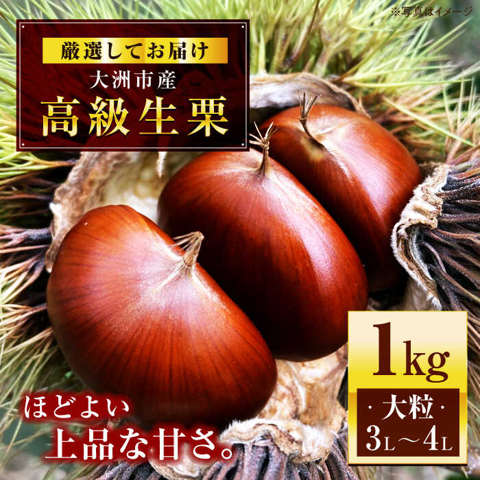 【ふるさと納税】【先行予約】【9月中旬から順次発送】高級 生栗（ 1kg ） | 人気 おすすめ ランキング おいしい 甘い  栗 クリ くり くだもの 果物 フルーツ ふるーつ お取り寄せ 大洲市/あじさい農園[AGAE007] 10000 10000円 以上