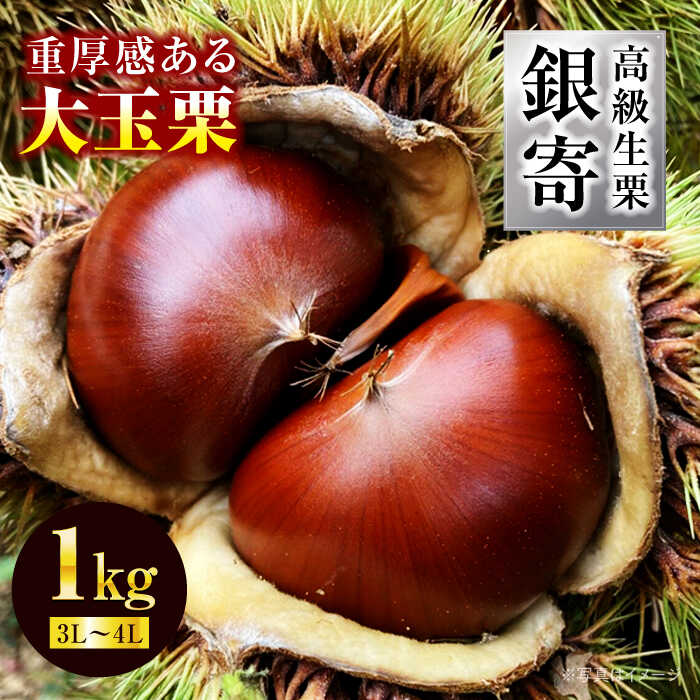 【ふるさと納税】【先行予約】【9月中旬から順次発送】高級 生栗 銀寄（ 1kg ） | 人気 おすすめ ランキング おいしい 甘い 栗 クリ くり くだもの 果物 フルーツ ふるーつ なまくり 大洲市/あじさい農園[AGAE010]  20000 20000円 以上