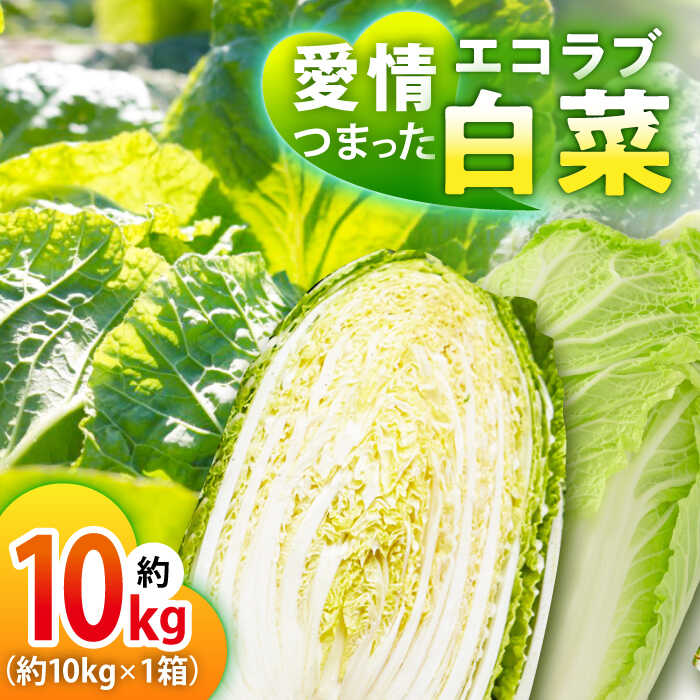 【ふるさと納税】白菜 【2026年11月中旬から順次発送】エコラブ白菜 約10kg（1箱） 白菜 はくさい ハクサイ キムチ 漬物 漬け物 つけもの 鍋 スープ サラダ うま煮 シチュー 味噌汁 汁物 冬野菜 野菜 旬 やさい 葉野菜 送料無料 お取り寄せ 大洲市/沢井青果有限会社[AGBN049]｜愛媛県大洲市