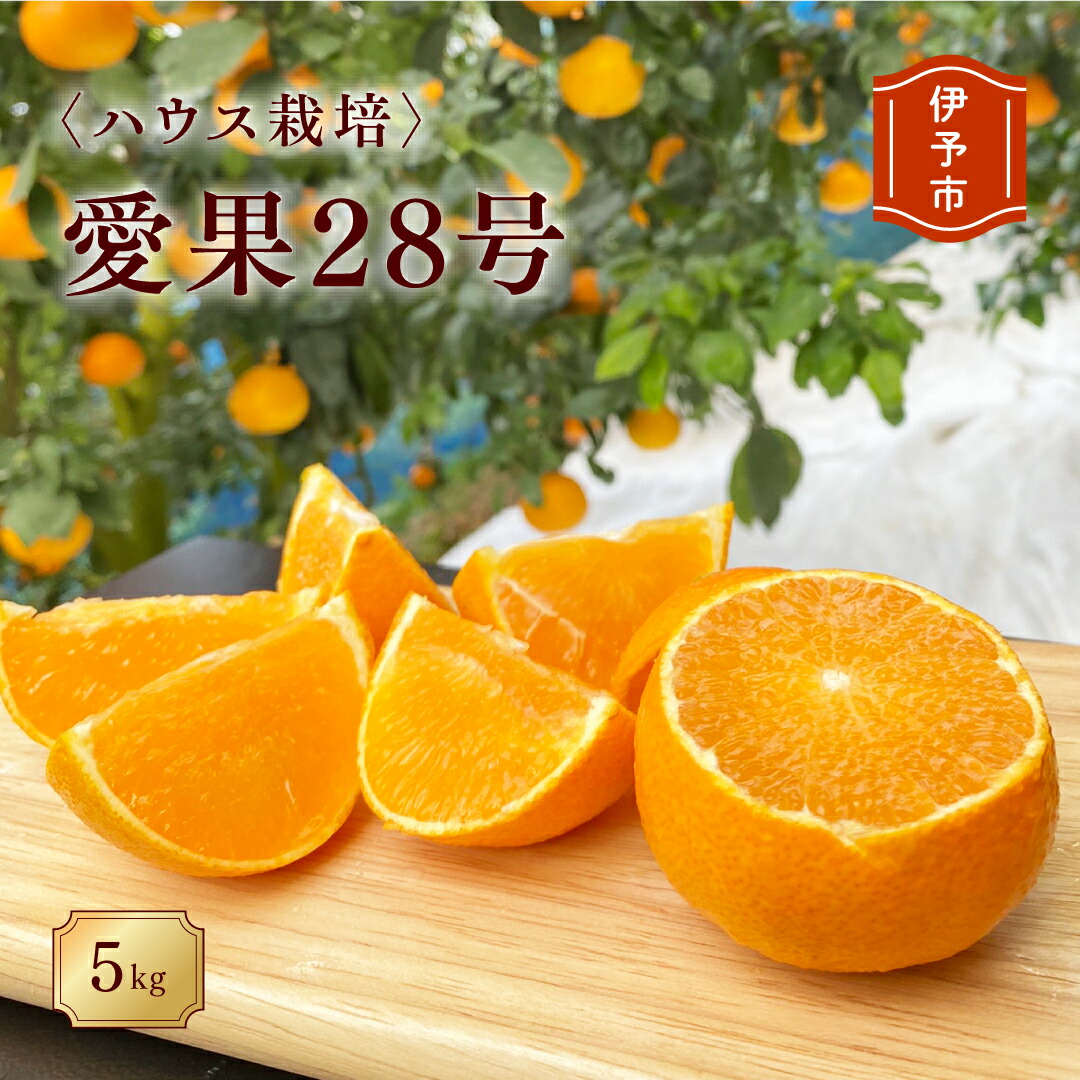 【ふるさと納税】【2026年先行予約】 みかん 愛媛 愛果28号（ハウス栽培）5kg 紅まどんなと同一品種 家庭用 サイズミックス 【2026年12月中旬から順次発送予定】 人気 数量限定 柑橘 伊予市｜B40｜愛媛県伊予市