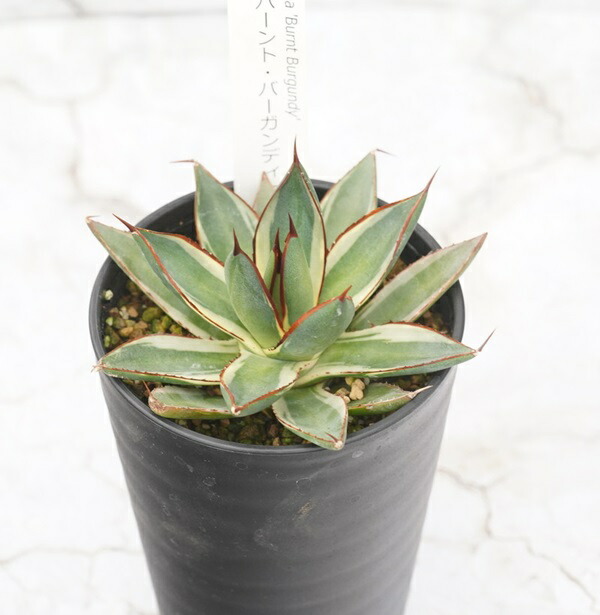 楽天市場】【ふるさと納税】アガベ・スノーグロー 4.5号鉢 四国