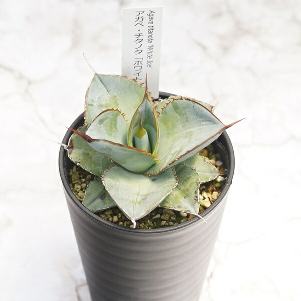 アガベ　スノーグロー　8号鉢 imgrc0090107424.jpg