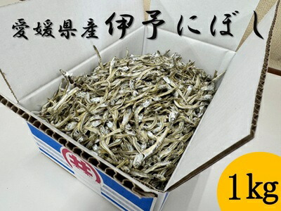 【ふるさと納税】伊予煮干 いりこ 1kg 【10月以降発送】 伊予灘産 瀬戸内海 出汁 料理 おやつ カルシウム 健康 サクサク食感 海の幸 海産物 乾物 魚介類 おつまみ 保存食 特産品 愛媛 伊予市｜B421