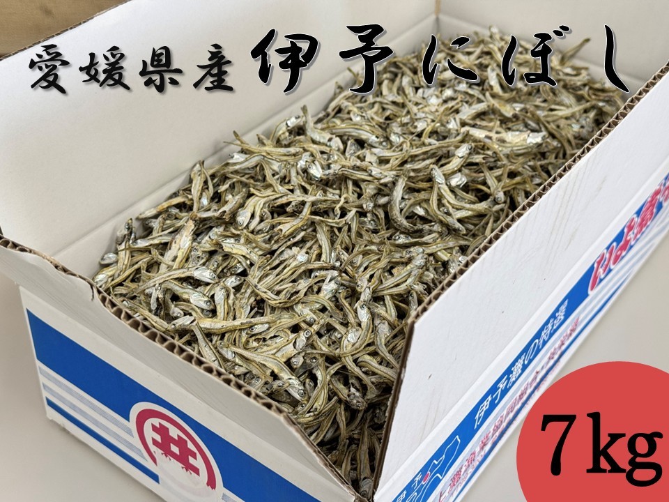 【ふるさと納税】伊予煮干 いりこ 7kg 【10月以降発送】 伊予灘産 瀬戸内海 出汁 料理 おやつ カルシウム 健康 サクサク食感 海の幸 海産物 乾物 魚介類 おつまみ 保存食 特産品 愛媛 伊予市｜D47
