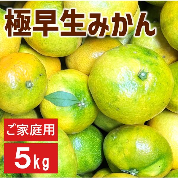 【ふるさと納税】極早生みかん 5kg ご家庭用 日南1号 農園直送 先行予約 【9月中旬以降順次発送】 愛媛 数量限定 愛媛県産 人気 柑橘 伊予市 | B226