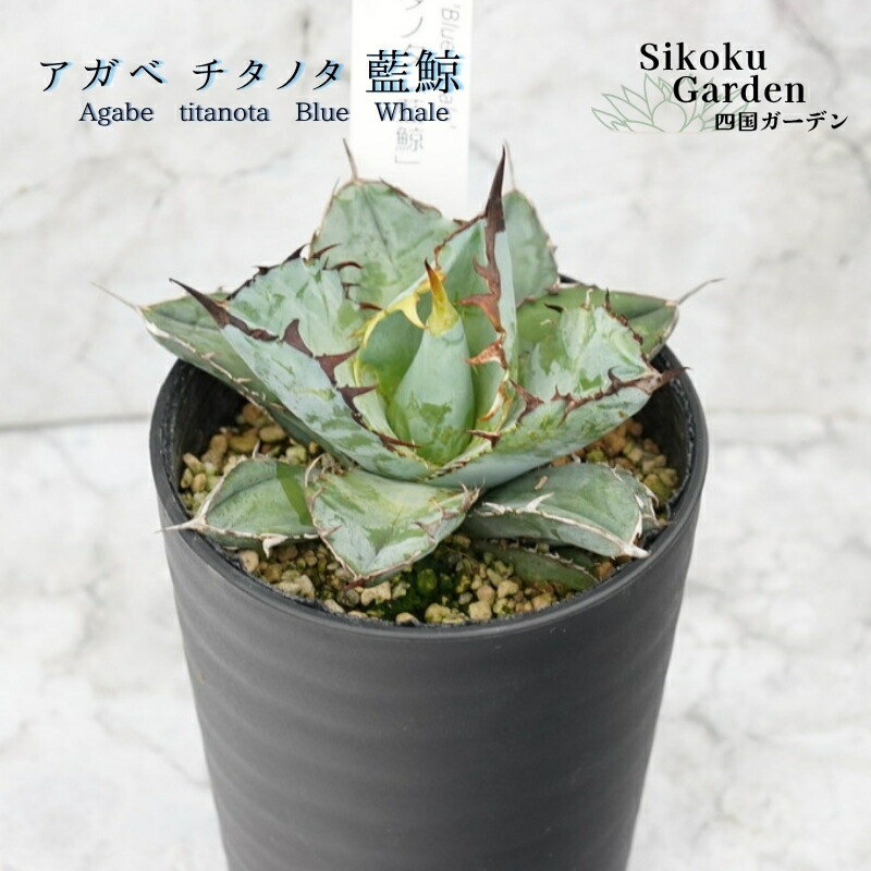 楽天市場】【ふるさと納税】アガベ バーント・バーガンディ錦 5号黒鉢