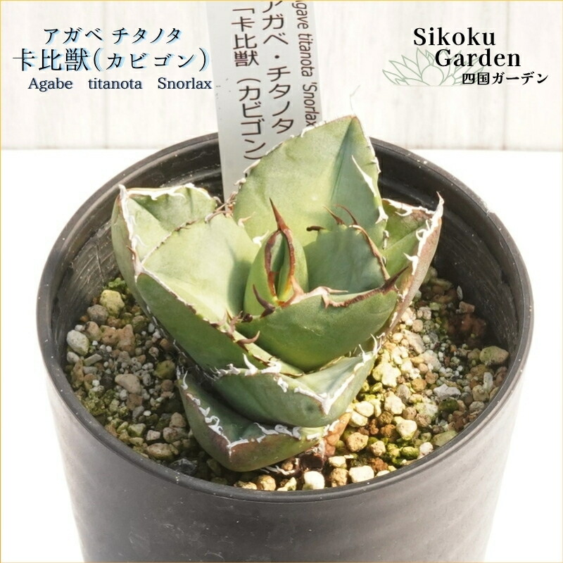 楽天市場】【ふるさと納税】アガベ バーント・バーガンディ錦 5号黒鉢