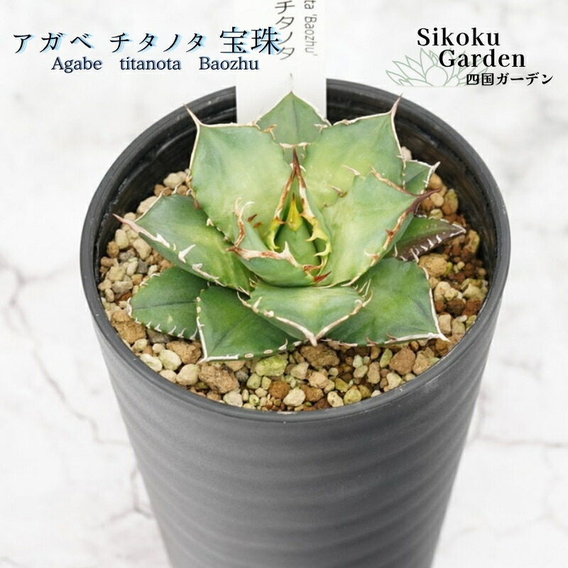 [圧倒的人気 在庫あり ] MDO1XA7G8NU (MDO1XA7G8NU)