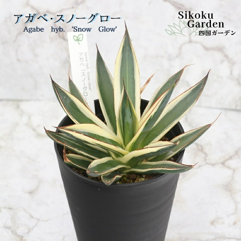 楽天市場】【現品・現物】アガベ・スノーグロー Agave hyb.'Snow