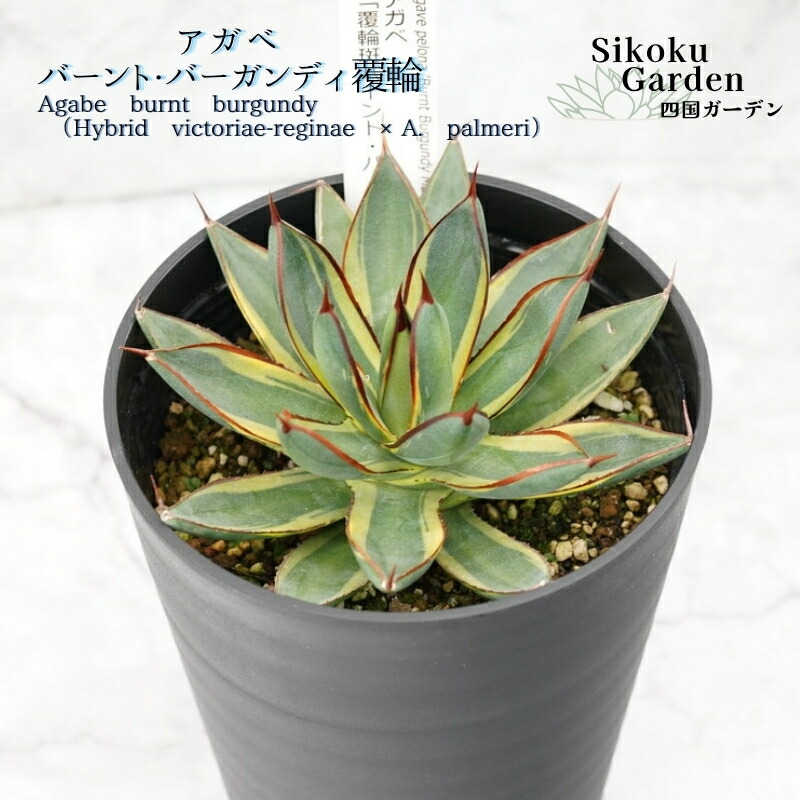 アガベ　スノーグロー　8号鉢 楽天市場】【ふるさと納税】アガベ・スノーグロー 4.5号鉢 四国