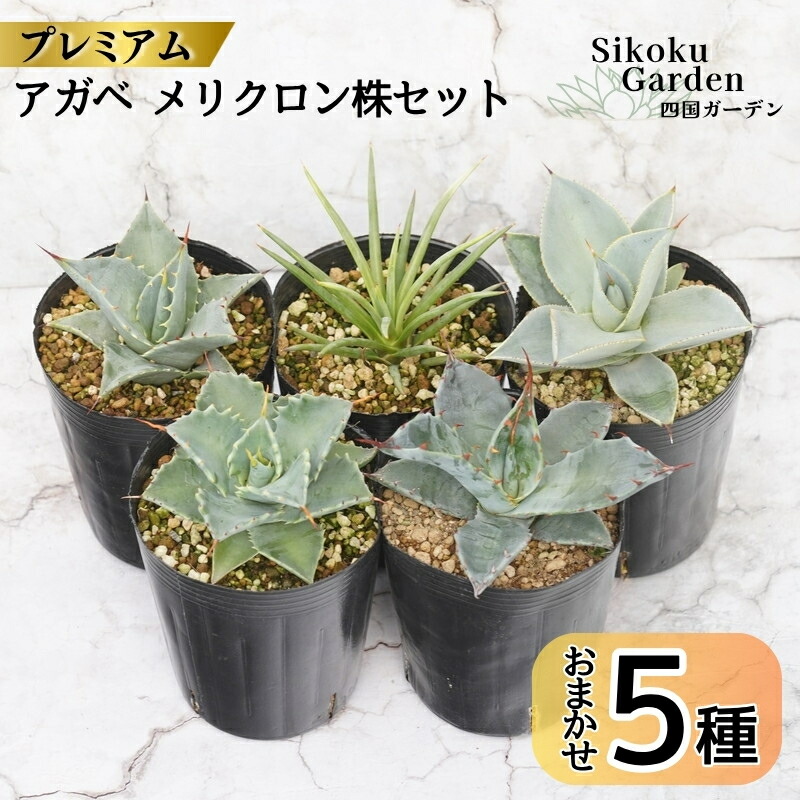 楽天市場】【ふるさと納税】アガベ・スノーグロー 4.5号鉢 四国