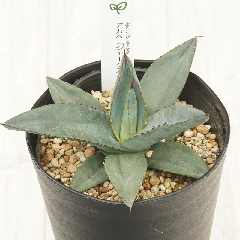 楽天市場】【ふるさと納税】アガベ・スノーグロー 4.5号鉢 四国