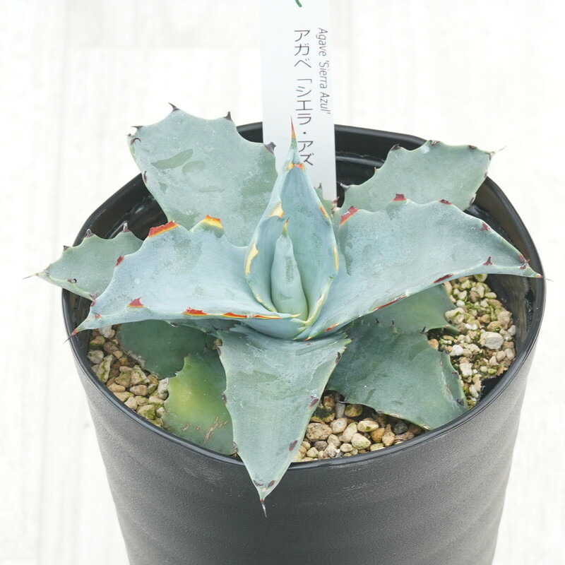 楽天市場】【ふるさと納税】アガベ・スノーグロー 4.5号鉢 四国