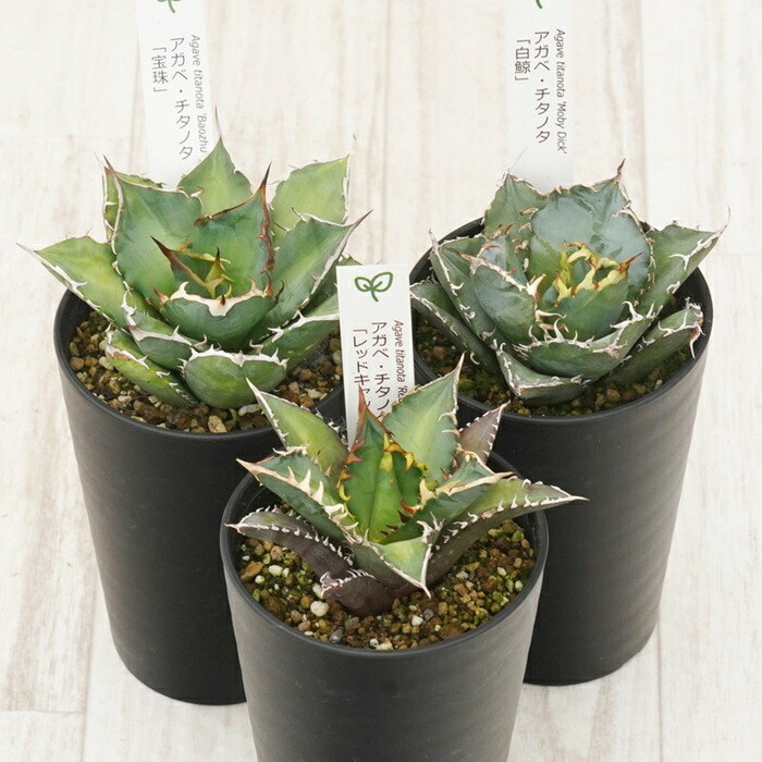 楽天市場】【ふるさと納税】多肉植物 インテリア アガベ 人気