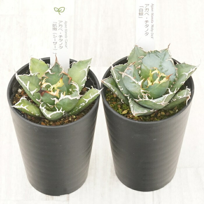 【ふるさと納税】多肉植物 室内装飾 アガベ チタノタ銘品3種 書き割り 3.5号鉢 白鯨 赤猫 シーザー 四国庭園 一般受け 観葉草木 緑であること 伸び伸びする 伊予市｜D55