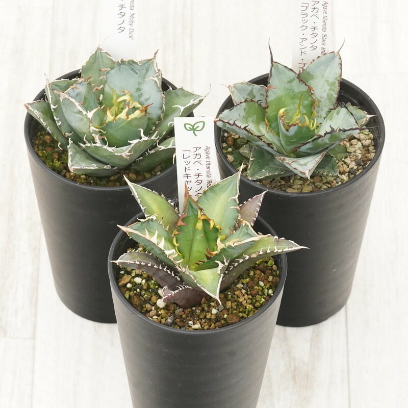 楽天市場】【ふるさと納税】多肉植物 インテリア アガベ 人気品種