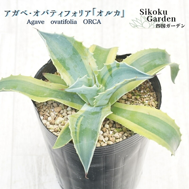 楽天市場】現品◇アガベ・オバティフォリア オルカ◇ベアルート苗