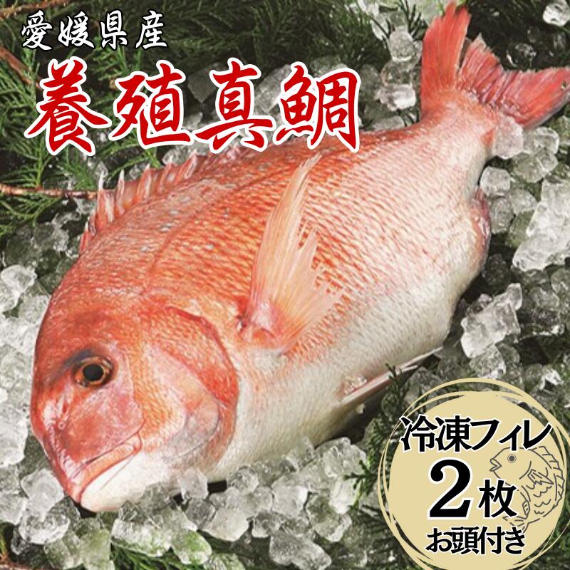 【ふるさと納税】鯛 愛媛 愛媛県産養殖真鯛フィレ2枚（お頭付き冷凍）送料無料 宇和海 養殖 海の幸 海鮮 真鯛 お頭付き フィレ ロイン 冷凍 HACCP認定 新鮮 生食 刺身 伊予市｜B10