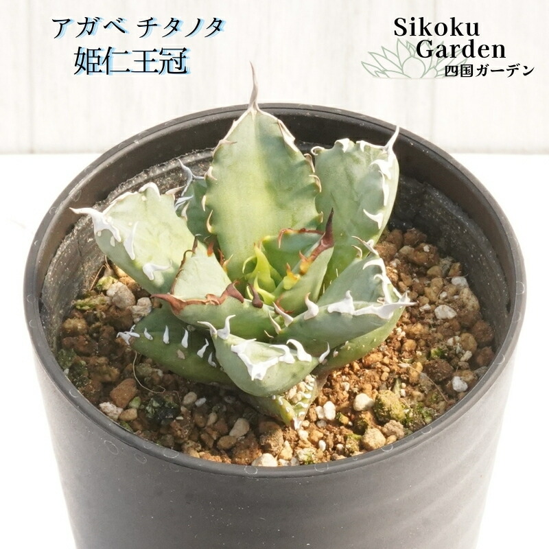 アガベ　スノーグロー　8号鉢 現品】アガベ・スノーグロー Agave hyb.'Snow Grow'8号6D