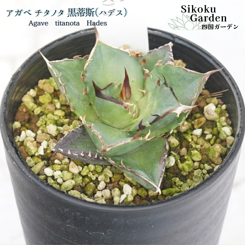 楽天市場】【ふるさと納税】アガベ ポタトラム 吉祥冠錦 5号黒鉢
