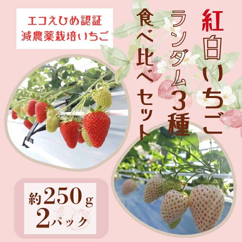 【ふるさと納税】いちご 紅白いちご ランダム ３種食べ比べセット 農園直送 （赤いちご２品種＋白いちご） くぼなか農園 数量限定 愛媛 人気 伊予市｜B20
