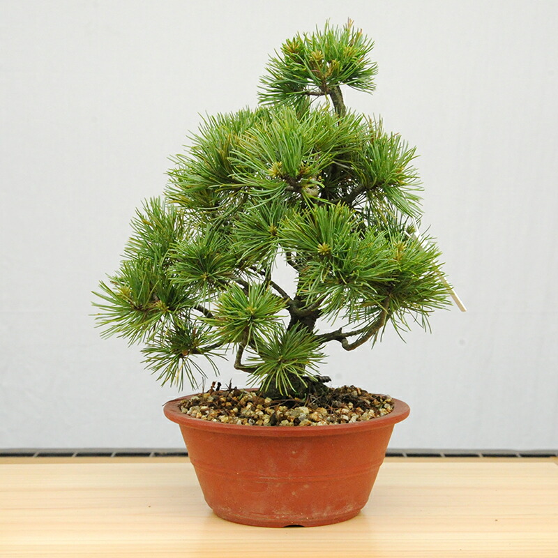 60％OFF】 赤石の泉 赤石五葉松 鉢植え 2万円コースJ-6 fucoa.cl