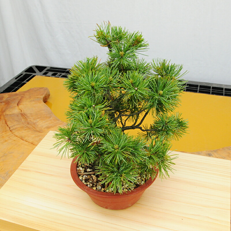 60％OFF】 赤石の泉 赤石五葉松 鉢植え 2万円コースJ-6 fucoa.cl