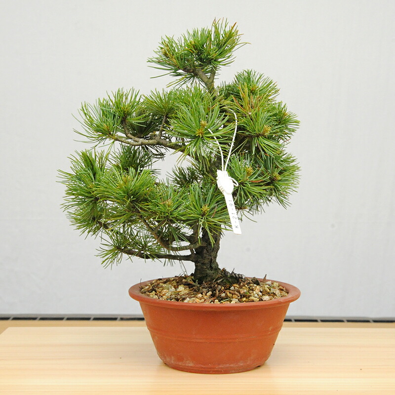 60％OFF】 赤石の泉 赤石五葉松 鉢植え 2万円コースJ-6 fucoa.cl