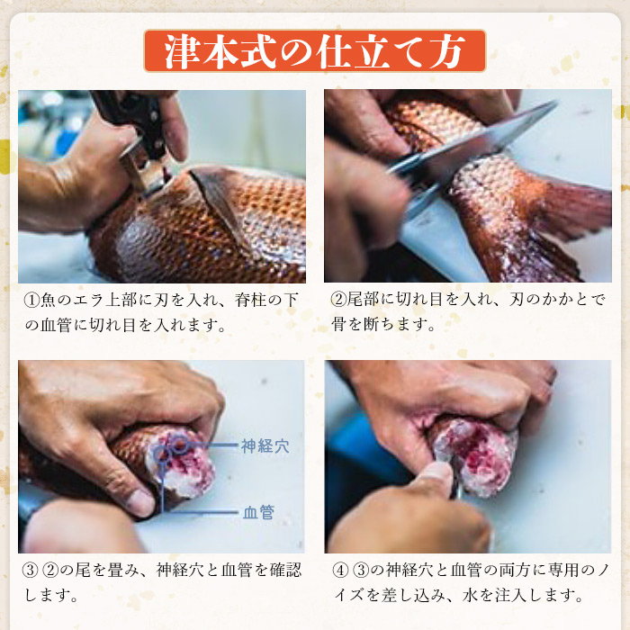 66 以上節約 津本式究極の血抜き 白寿真鯛 セミドレス 1尾 約1 5kg 1か月以内に順次出荷します 鯛 真鯛 活〆 尾頭付き 養殖 特産品 魚 お祝い 内祝い 赤坂水産 愛媛県 西予市 Meckpharma Com