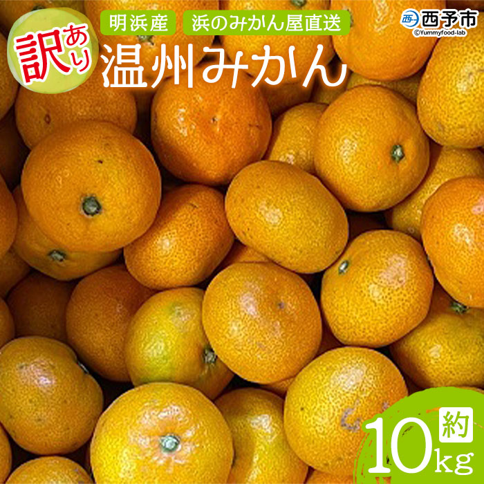 訳あり 温州みかん 約10kg 浜のみかん屋 直送 ※2022年11月中旬から12月中旬迄に順次出荷予定 明浜産 果物 フルーツ みかん オレンジ  柑橘類 特産品 愛媛県 西予市 少し豊富な贈り物