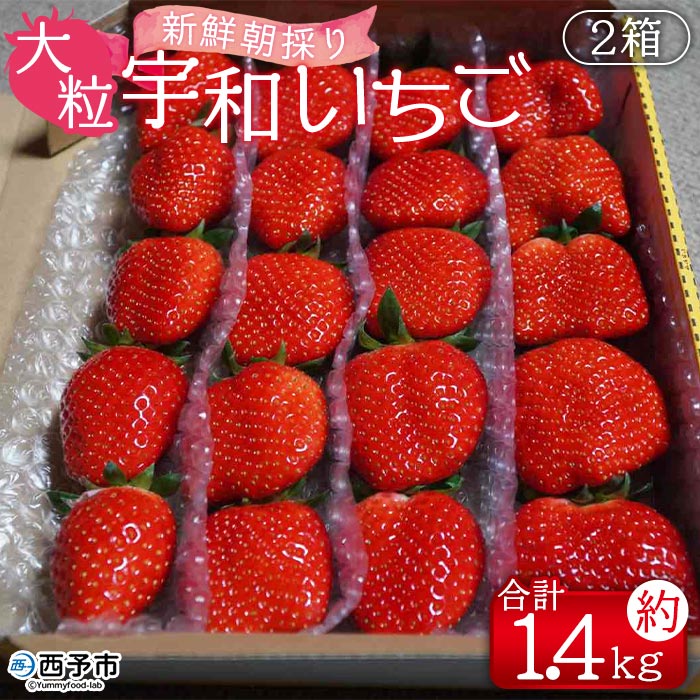 【ふるさと納税】＜農家厳選 新鮮朝採り 宇和いちご 大粒 2箱（合計約1.4kg）＞イチゴ 苺 果物 フルーツ くだもの ストロベリー かおりの かおり野 農家直送 季節限定 期間限定 旬 かんちゃん農園 愛媛県 西予市【冷蔵】『2026年2月上旬～5月末迄に順次出荷予定』