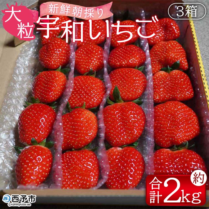 楽天市場】【ふるさと納税】＜谷口農園のいちご「紅い雫」約1kg (約