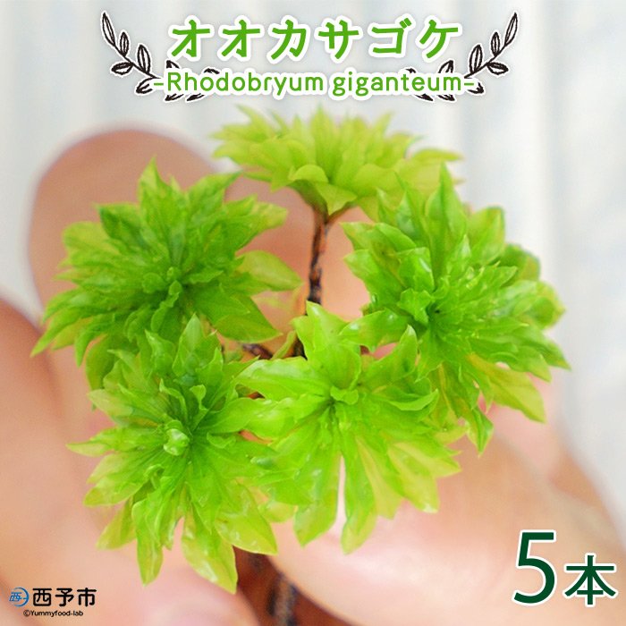 オオカサゴケ Rhodobryum Giganteum 西予苔園 緑 西予市 愛媛県 園芸 苔テラリウム用人工