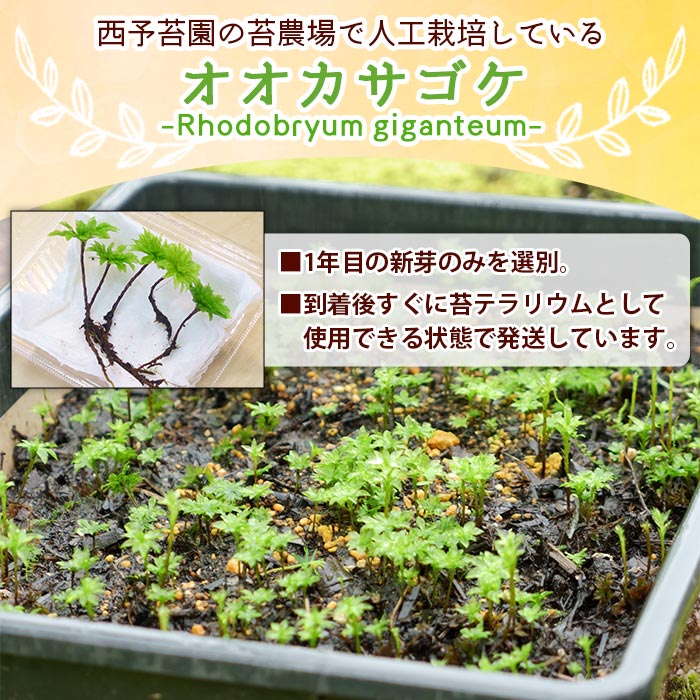 おすすめ特集 オオカサゴケ Rhodobryum Giganteum 苔テラリウム用人工栽培品種 5本パック 1ヵ月以内に順次出荷します コケ テラリウム インテリア ガーデニング 園芸 グリーン 緑 植物 西予苔園 愛媛県 西予市 Nrockconstruction Com