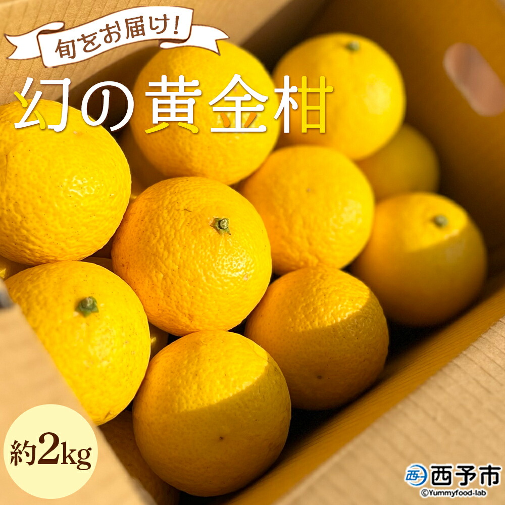 【ふるさと納税】＜旬をお届け！幻の黄金柑 約2kg＞ みかん ミカン 蜜柑 果物 柑橘類 果実 オレンジ フルーツ おうごんかん 黄蜜柑 25個前後 特産品 国産 明浜産 二ノ宮商事株式会社 愛媛県 西予市【常温】『2026年3月上旬から3月下旬迄に順次出荷予定』