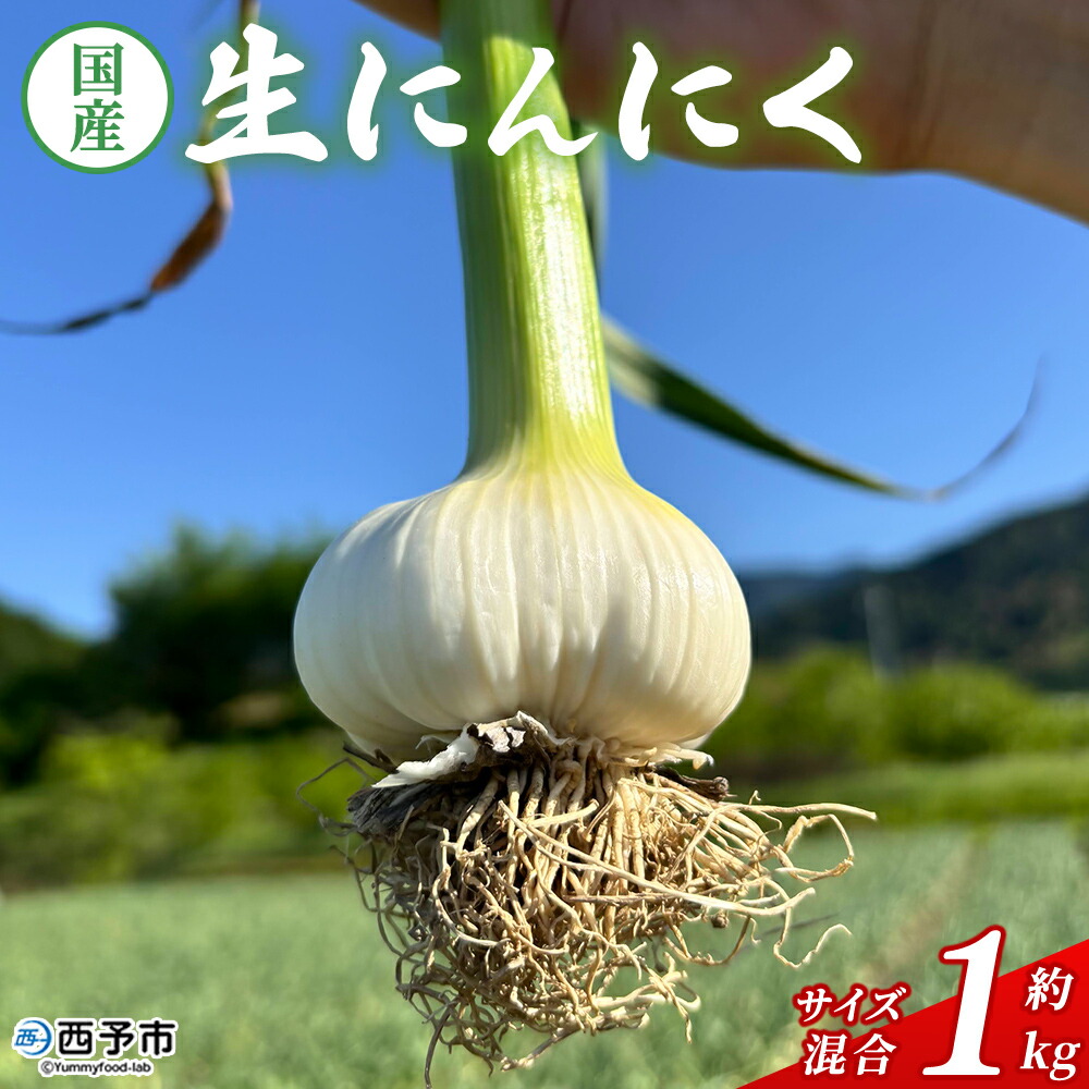 【ふるさと納税】【先行予約】＜生にんにく サイズ混合 約1kg＞ 国産 ニンニク 生 野菜 香味野菜 薬味 大蒜 ガーリック 1キロ 西予市産 旬 旬の野菜 生ニンニク 農産物 おすそ分け 自宅用 家庭用 ノムランド 愛媛県 西予市【冷蔵】『2026年5月から順次出荷予定』