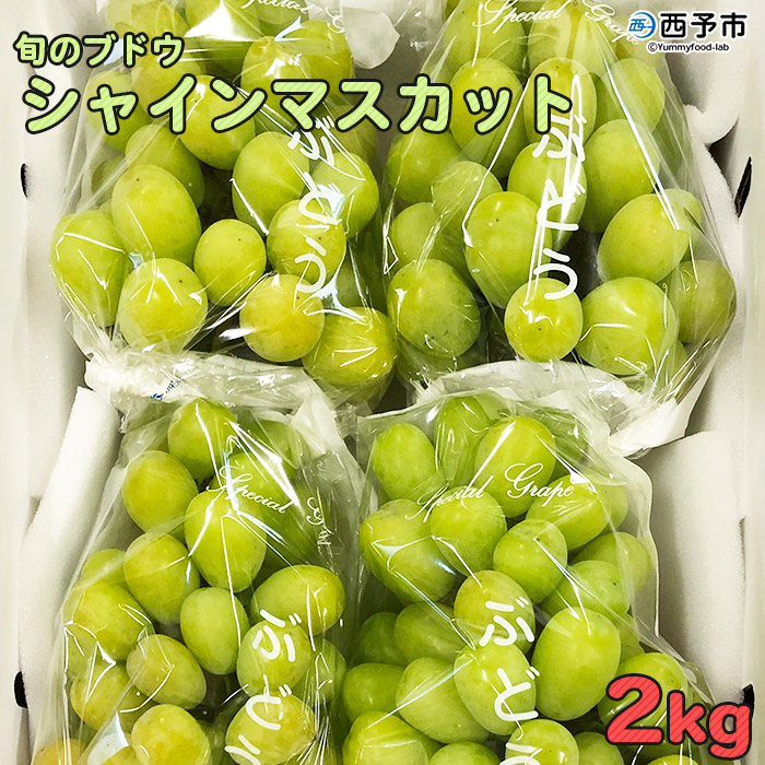 ふるさと納税 シーズンの葡萄 シャインマスカット 2kg 21老年期8月読下旬から順次差出します 果物 フルーツ ぶどう 葡萄 特産品格 愛媛県 ま西予市 常温 Marchesoni Com Br