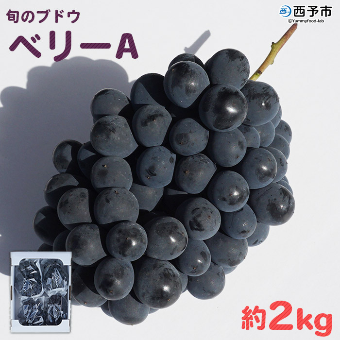 【ふるさと納税】予約受付＜旬のブドウ「ベリーA」約2kg＞ 果物 フルーツ ぶどう 葡萄 甘い おいしい 期間限定 季節限定 食べて応援 特産品 愛媛県 西予市【冷蔵】『2025年8月中旬から8月末迄に順次出荷予定』